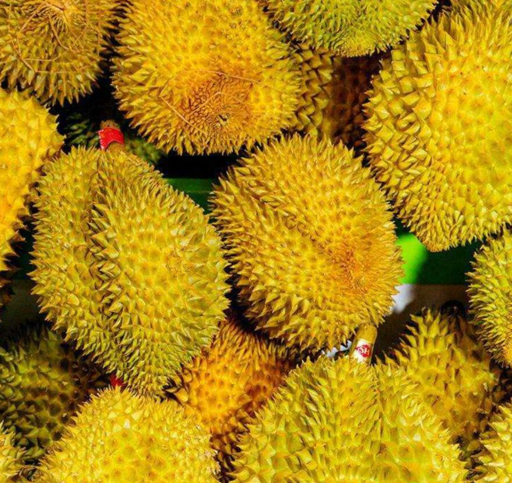 菲律賓盛產(chǎn)的水果都有哪些(多少錢一斤)